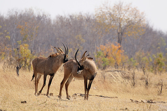 Hwange NP