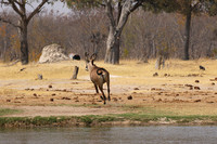 Hwange NP
