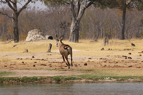 Hwange NP