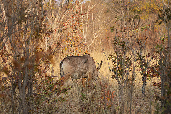 Hwange NP