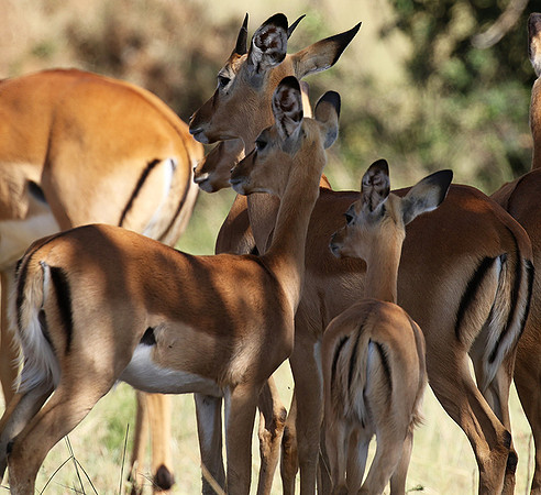 Serengeti - Grumeti Private Reserve
