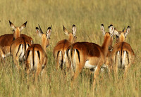 Serengeti - Grumeti Private Reserve