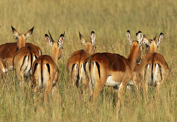 Serengeti - Grumeti Private Reserve