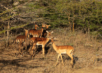 Selous