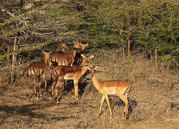 Selous