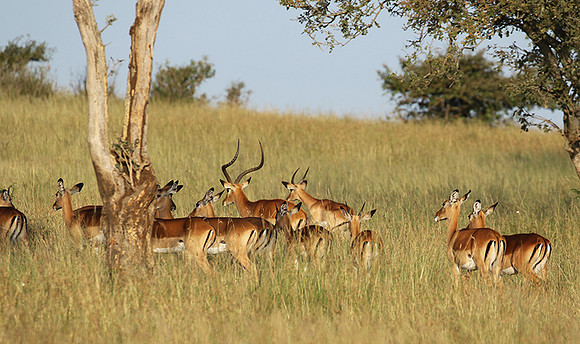 Serengeti - Grumeti Private Reserve