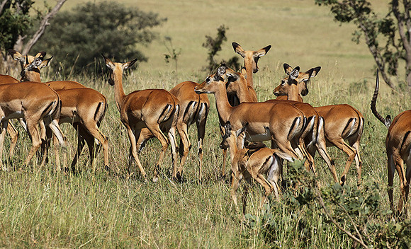 Serengeti - Grumeti Private Reserve