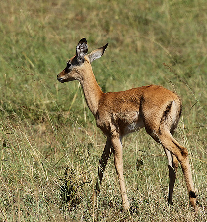 Serengeti - Grumeti Private Reserve