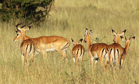 Serengeti - Grumeti Private Reserve