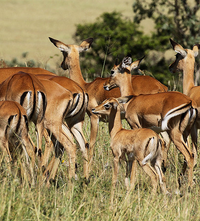 Serengeti - Grumeti Private Reserve