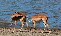 Selous