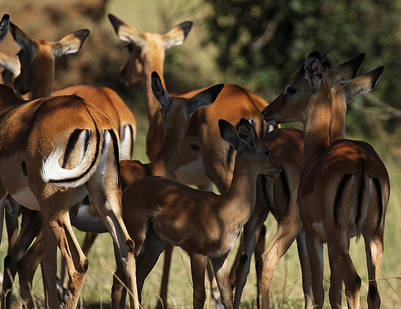 Serengeti - Grumeti Private Reserve