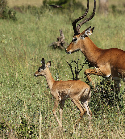 Serengeti - Grumeti Private Reserve