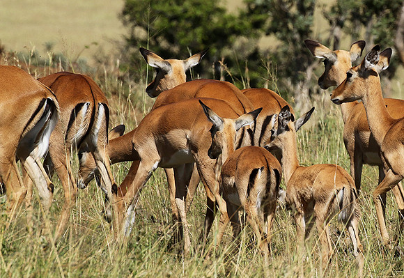 Serengeti - Grumeti Private Reserve