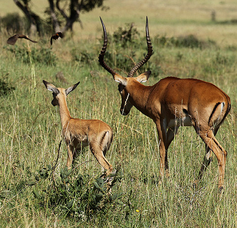 Serengeti - Grumeti Private Reserve
