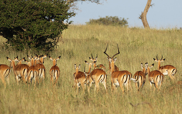Serengeti - Grumeti Private Reserve