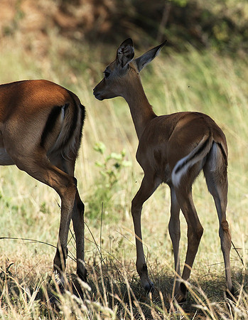 Serengeti - Grumeti Private Reserve