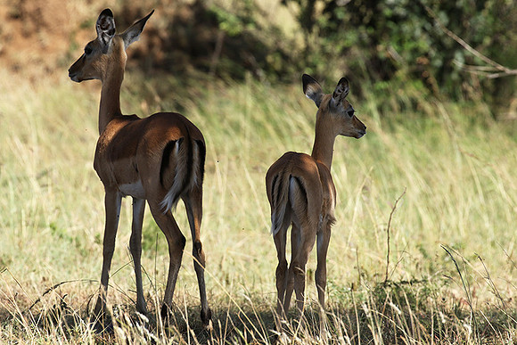 Serengeti - Grumeti Private Reserve