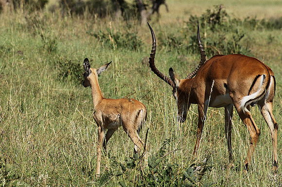 Serengeti - Grumeti Private Reserve