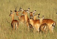 Serengeti - Grumeti Private Reserve