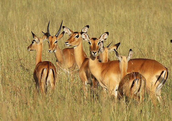 Serengeti - Grumeti Private Reserve