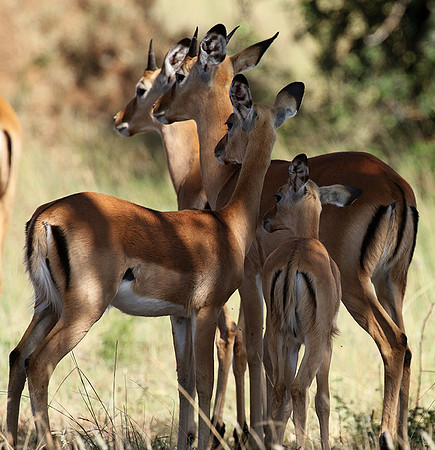Serengeti - Grumeti Private Reserve