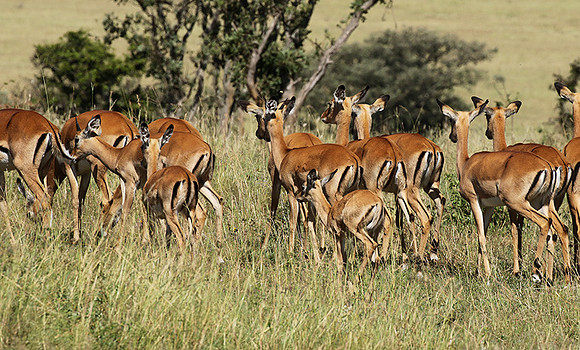 Serengeti - Grumeti Private Reserve