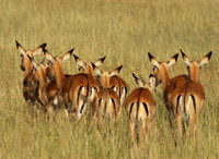 Serengeti - Grumeti Private Reserve