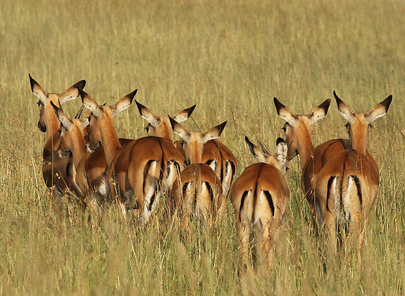 Serengeti - Grumeti Private Reserve