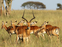 Serengeti - Grumeti Private Reserve