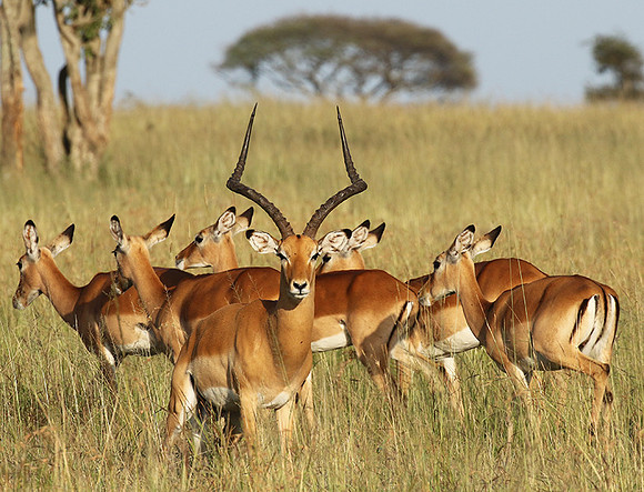Serengeti - Grumeti Private Reserve