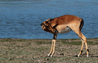 Selous