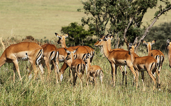 Serengeti - Grumeti Private Reserve
