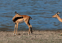 Selous