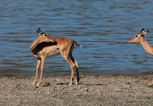 Selous