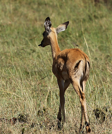 Serengeti - Grumeti Private Reserve