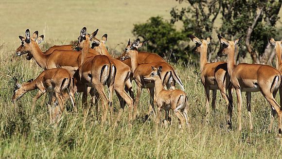 Serengeti - Grumeti Private Reserve