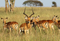 Serengeti - Grumeti Private Reserve