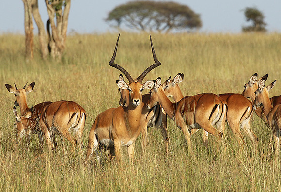 Serengeti - Grumeti Private Reserve