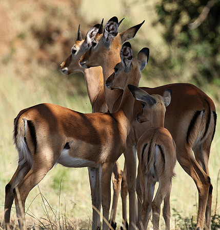 Serengeti - Grumeti Private Reserve