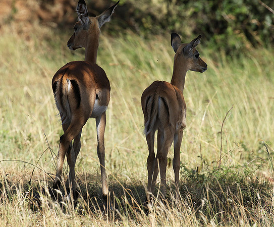 Serengeti - Grumeti Private Reserve