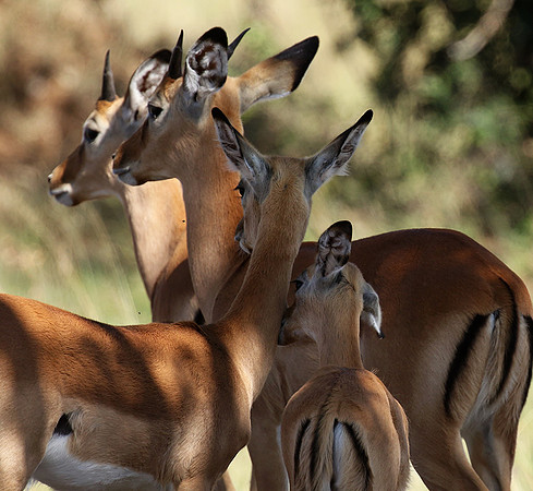Serengeti - Grumeti Private Reserve