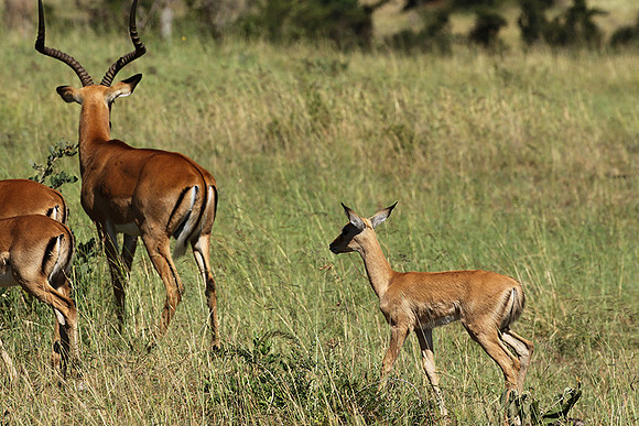 Serengeti - Grumeti Private Reserve