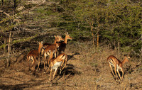 Selous