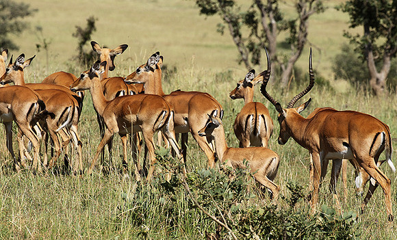 Serengeti - Grumeti Private Reserve