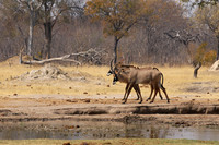 Hwange NP