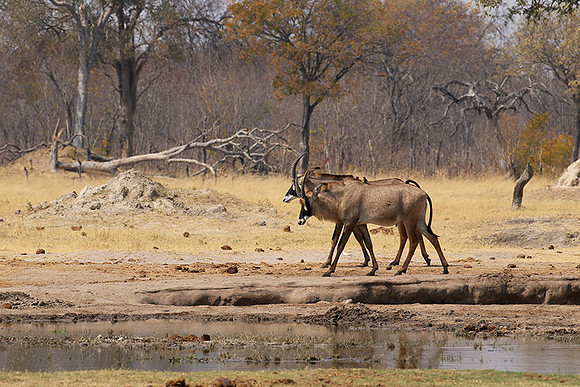 Hwange NP