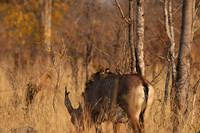 Hwange NP