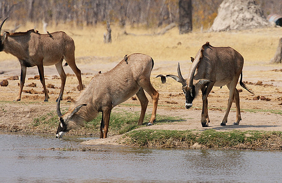 Hwange NP