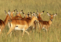 Serengeti - Grumeti Private Reserve